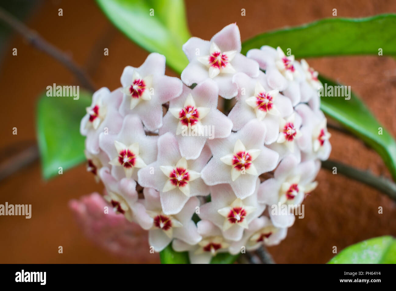 Closeup Hoya carnosa, the porcelainflower or wax plant Stock Photo