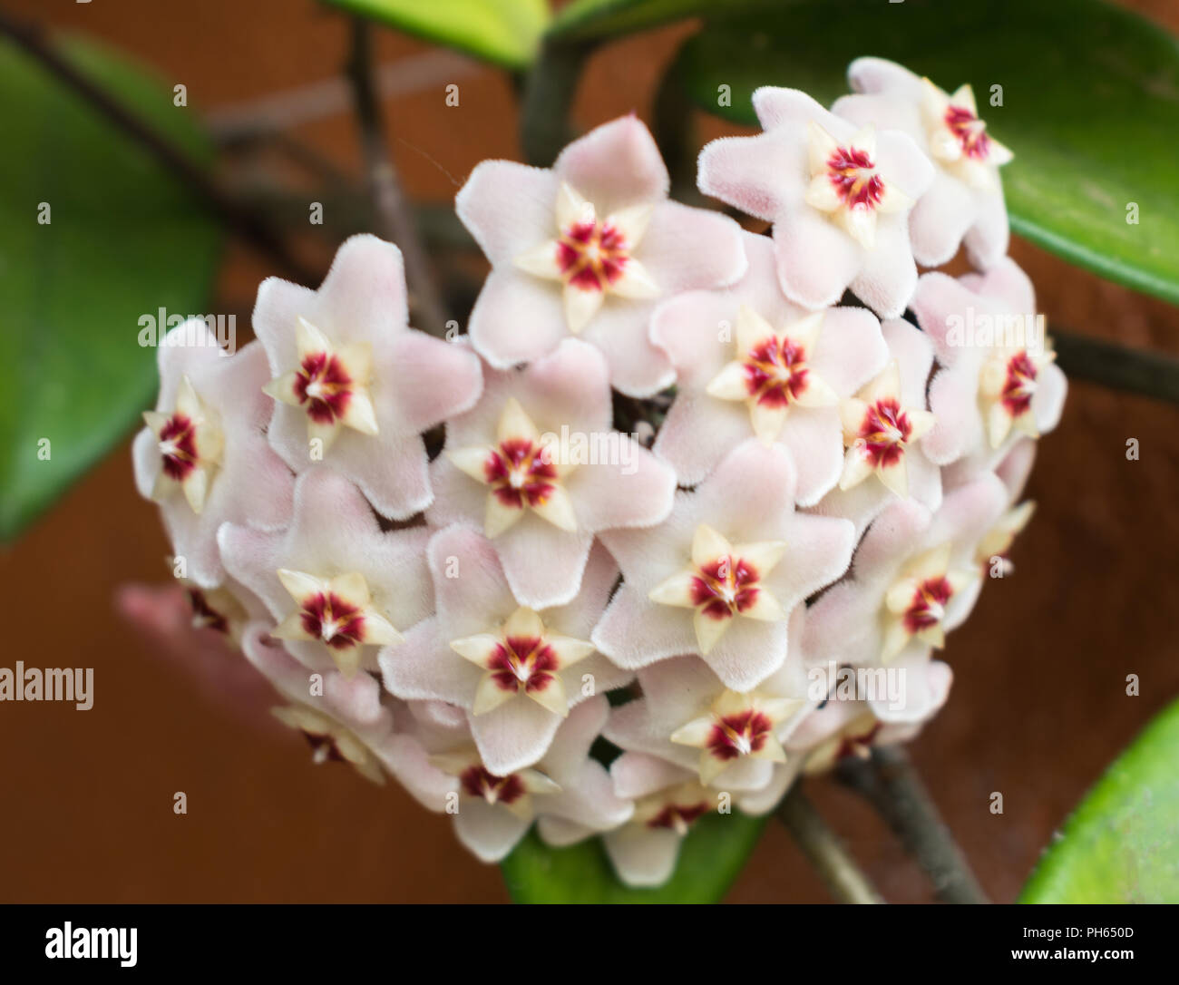 Closeup Hoya carnosa, the porcelainflower or wax plant Stock Photo