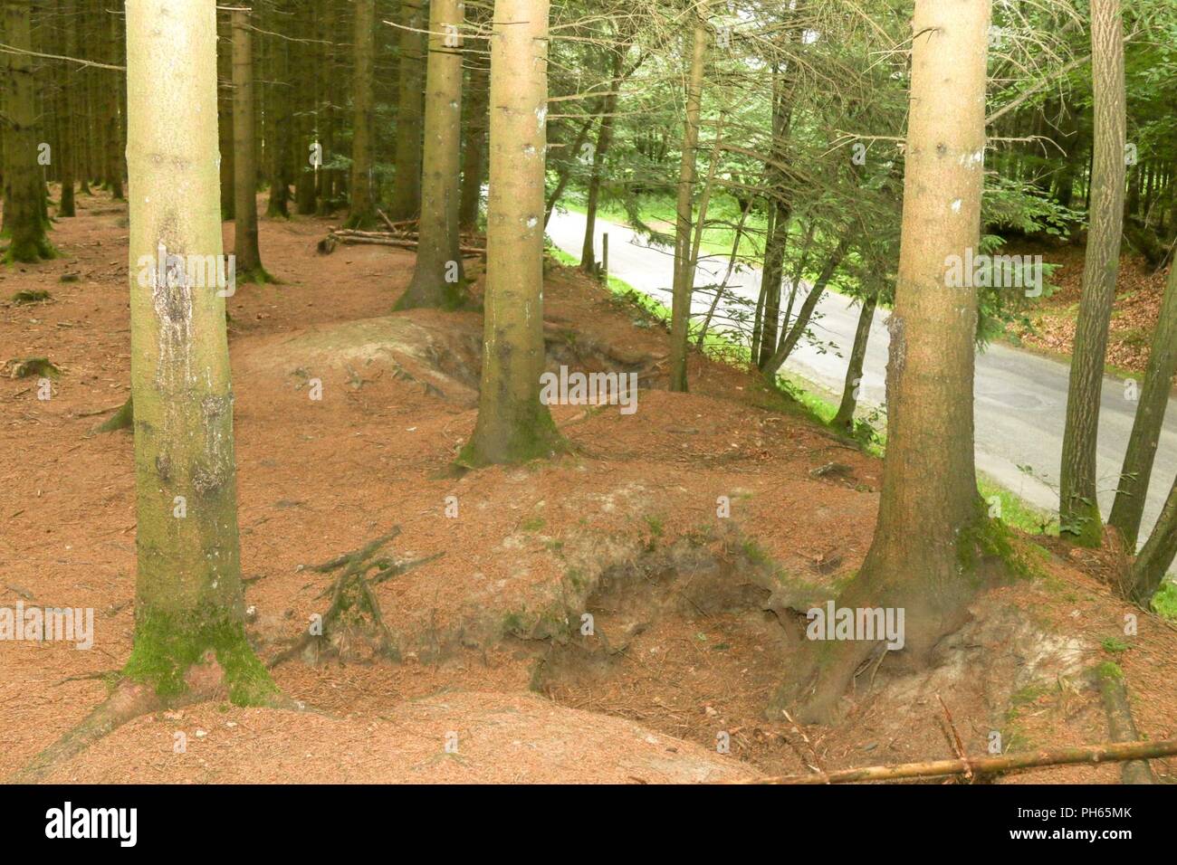 A photo of a line of foxholes dug by paratroopers from Easy Company