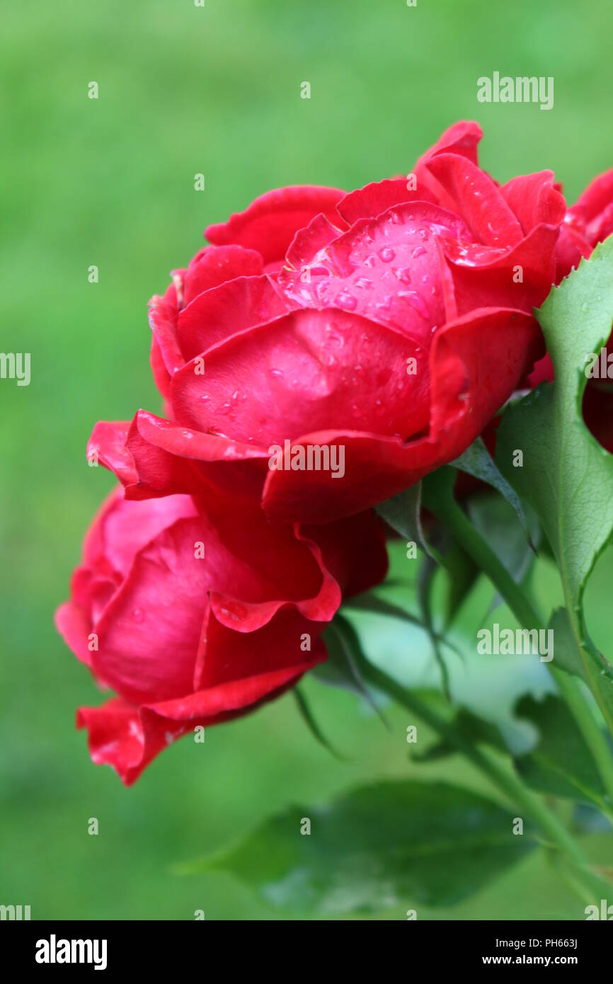 Raindrops on vibrant red roses Stock Photo