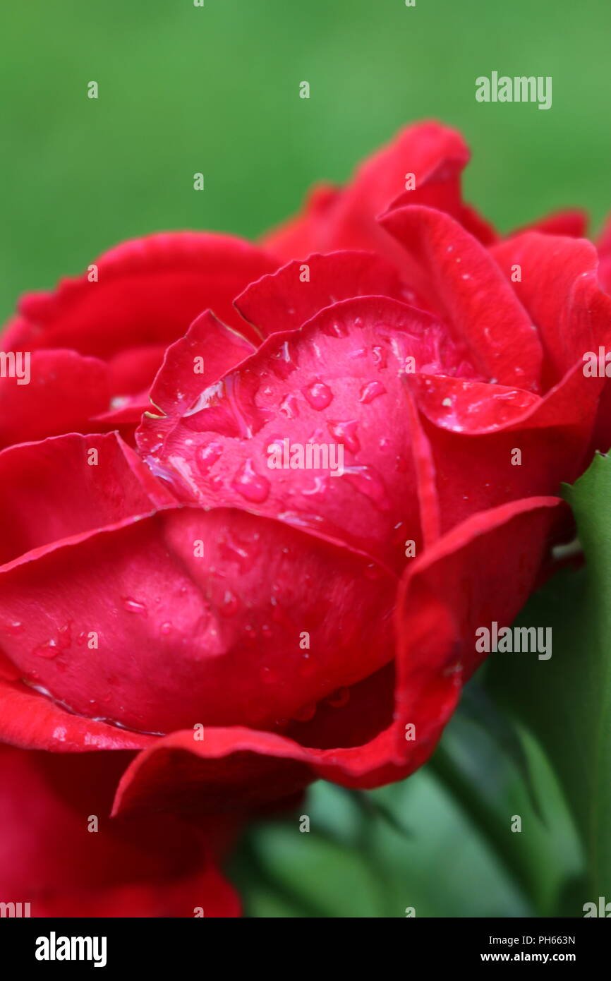 Raindrops on vibrant red roses Stock Photo