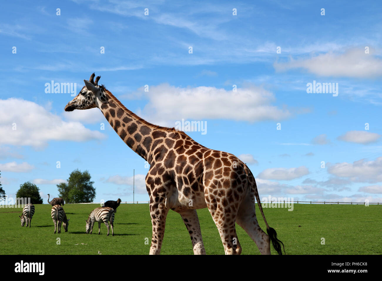 Giraffe at Fota wildlife park Stock Photo