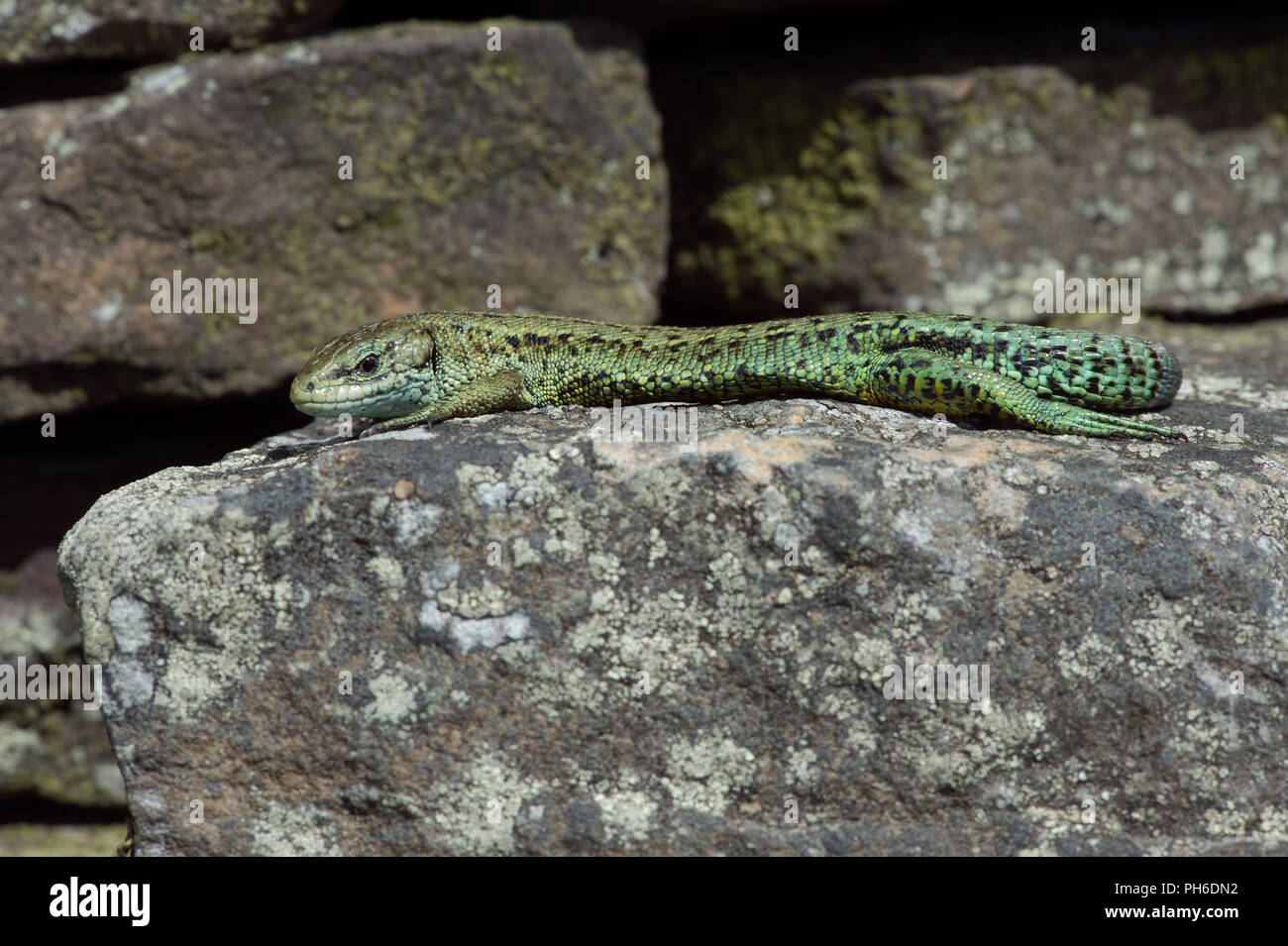 Viviparous Lizard (Zootoca vivipara) Stock Photo