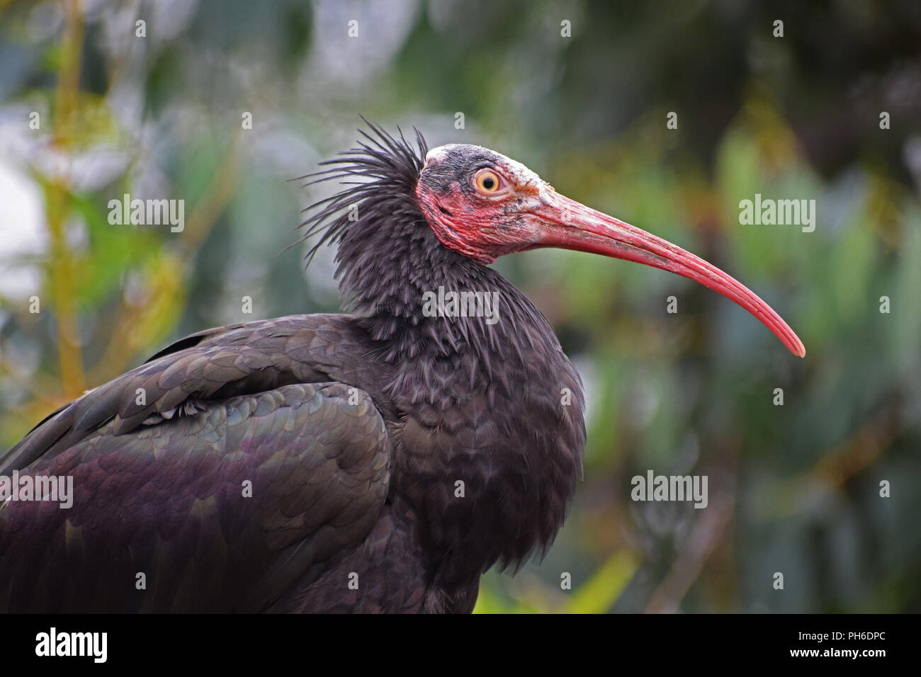 Northern Bald Ibis - Head Shot Stock Photo