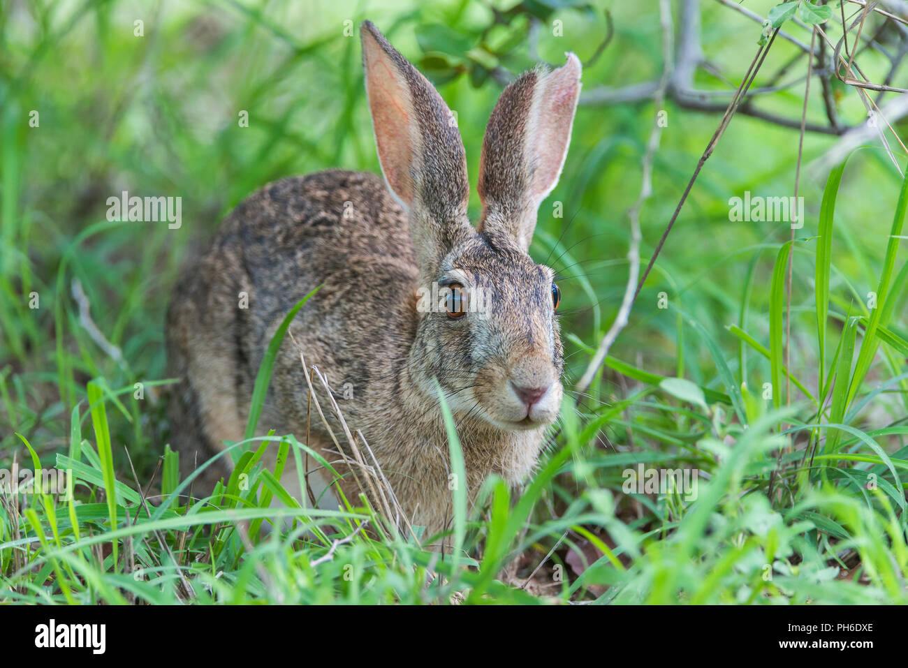 African savanna hare (Lepus microtis), Tanzania, East Africa Stock