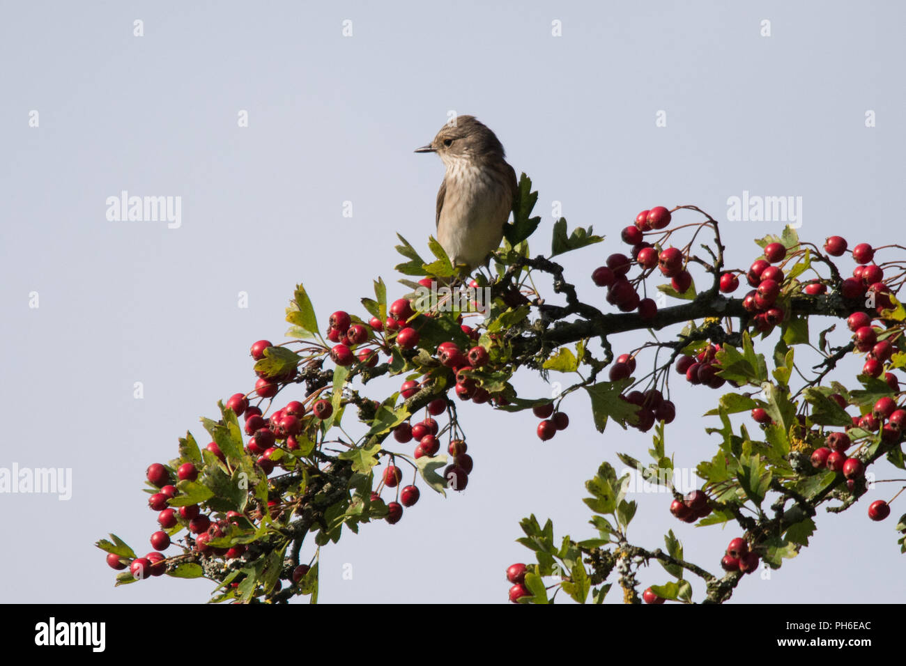 Spotted flycatcher (Muscicapa striata) bird perched in a hawthorn tree with red berries in Hampshire, UK Stock Photo