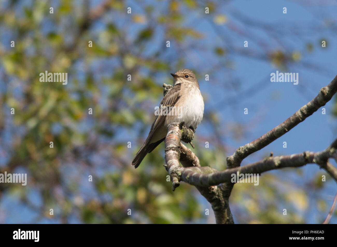 Spotted flycatcher (Muscicapa striata) bird perched in a tree, UK Stock Photo