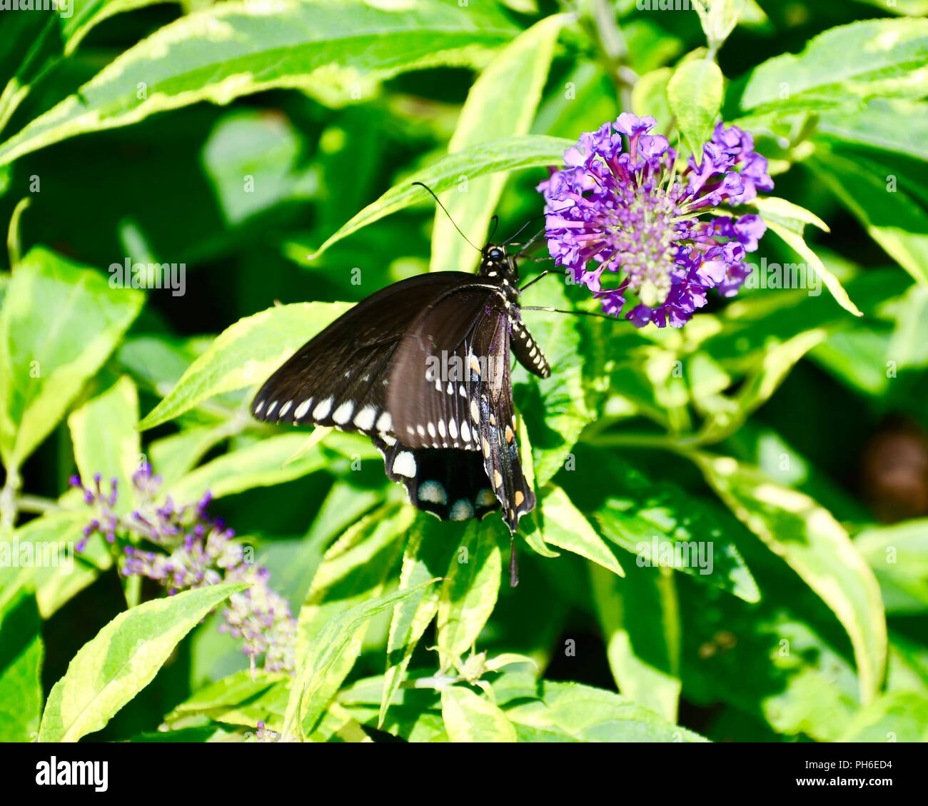 black swallowtail butterfly Stock Photo - Alamy