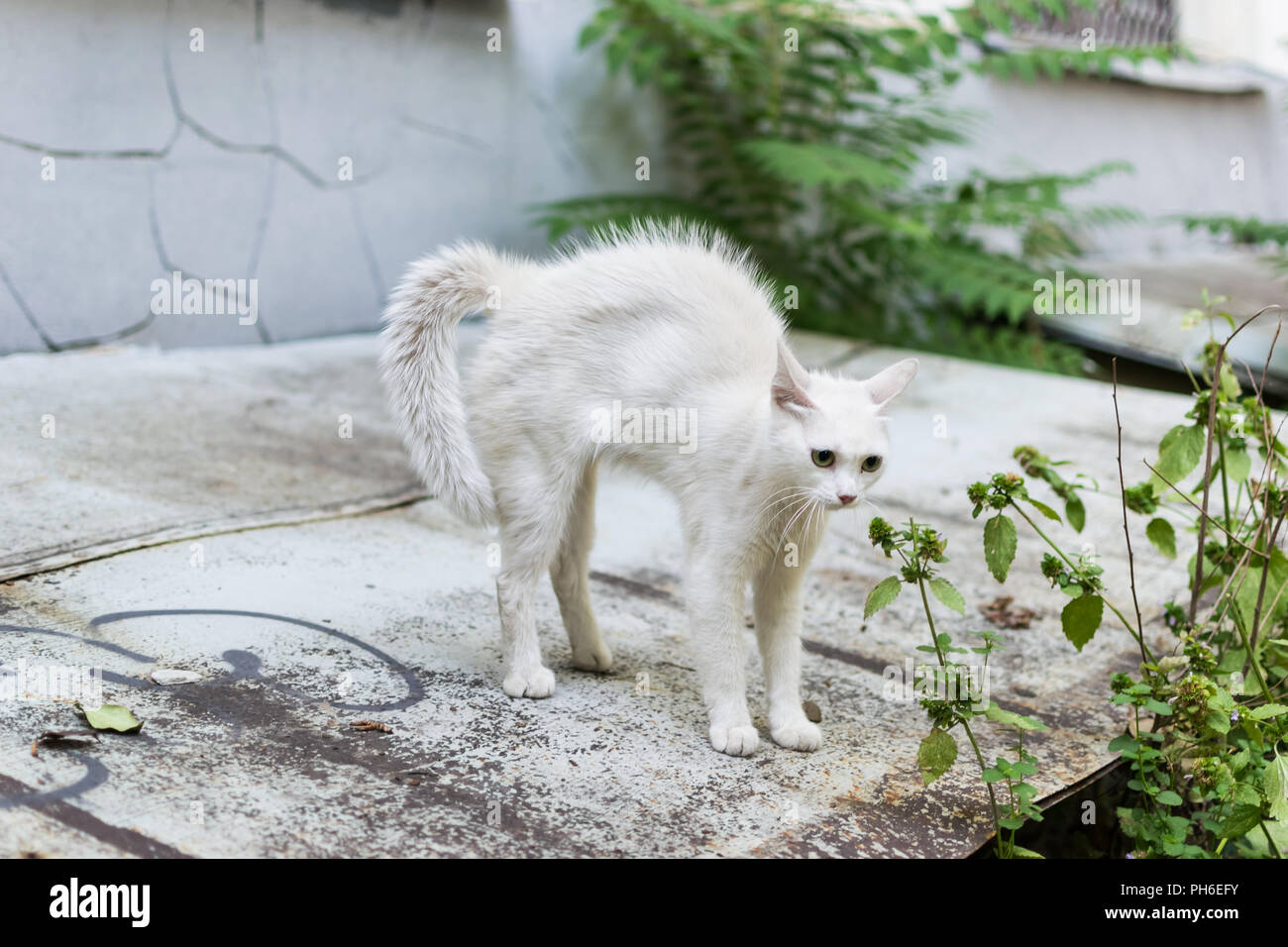 A white stray cat feels threatened and makes a hunchback. Cat rounded defending. Stock Photo