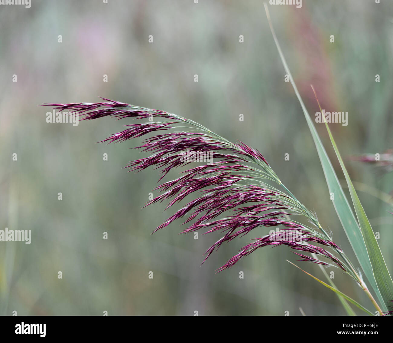 Reed Stalk Stock Photos & Reed Stalk Stock Images Alamy