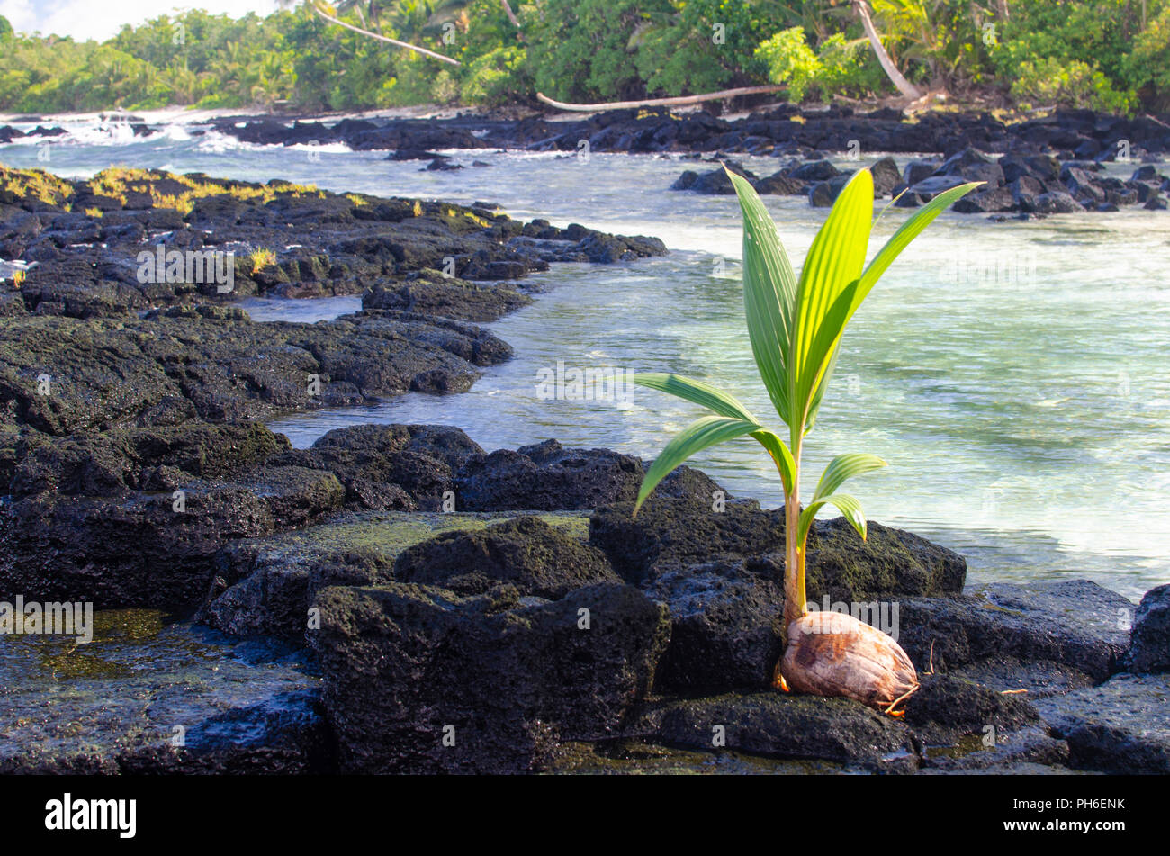 Coconut palm on a rock Stock Photo