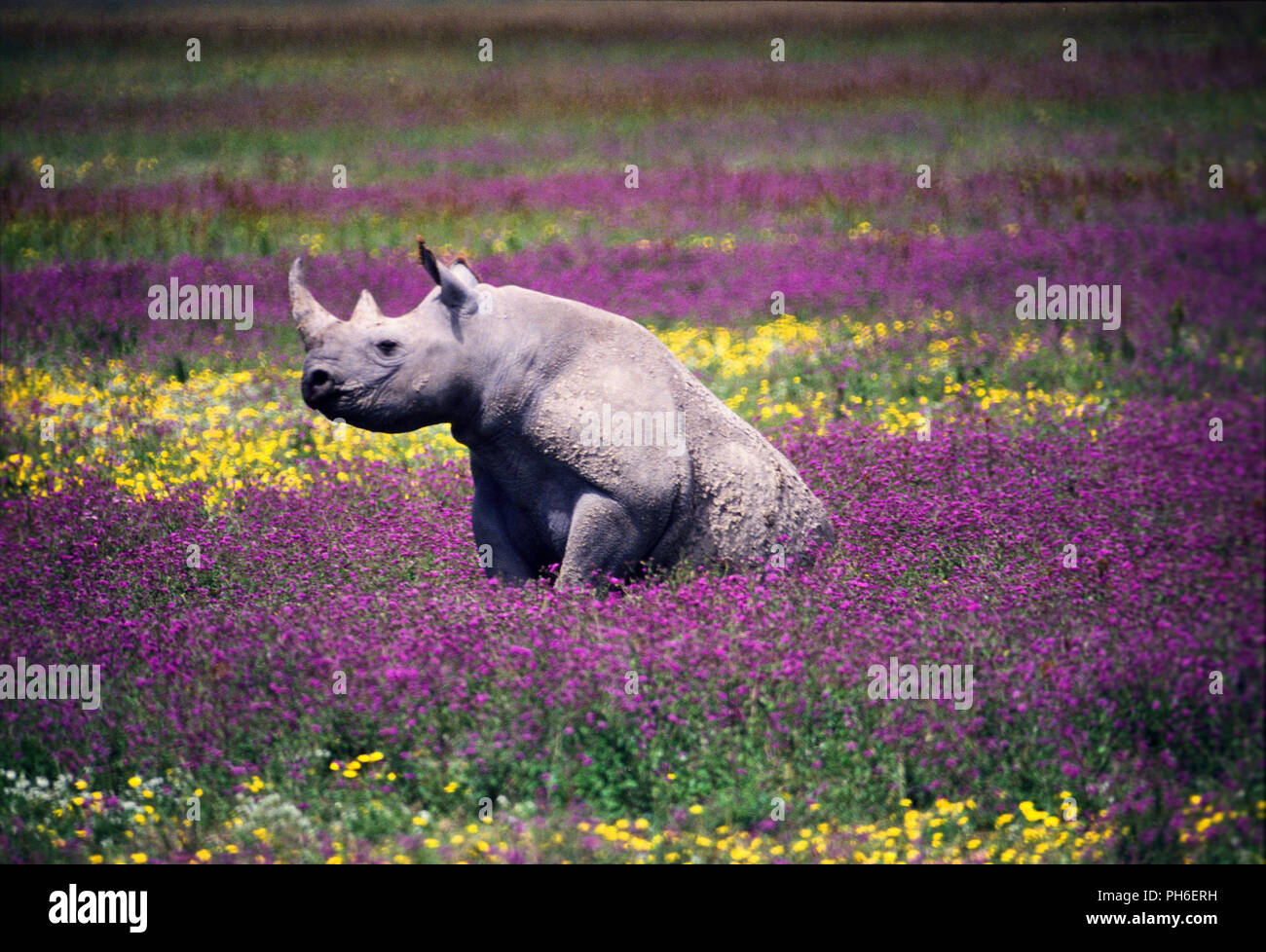 Rhino flower hi-res stock photography and images - Alamy