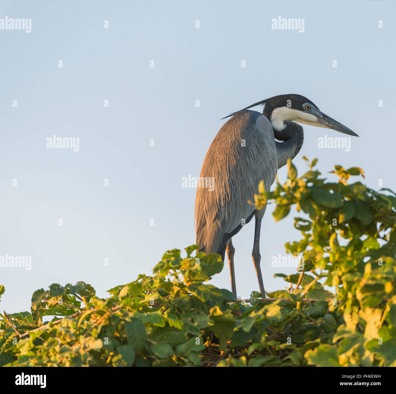 The Goliath Heron Ardea Goliath Safari Hi res Stock Photography And the-goliath-heron-ardea-goliath-safari-hi-res-stock-photography-and