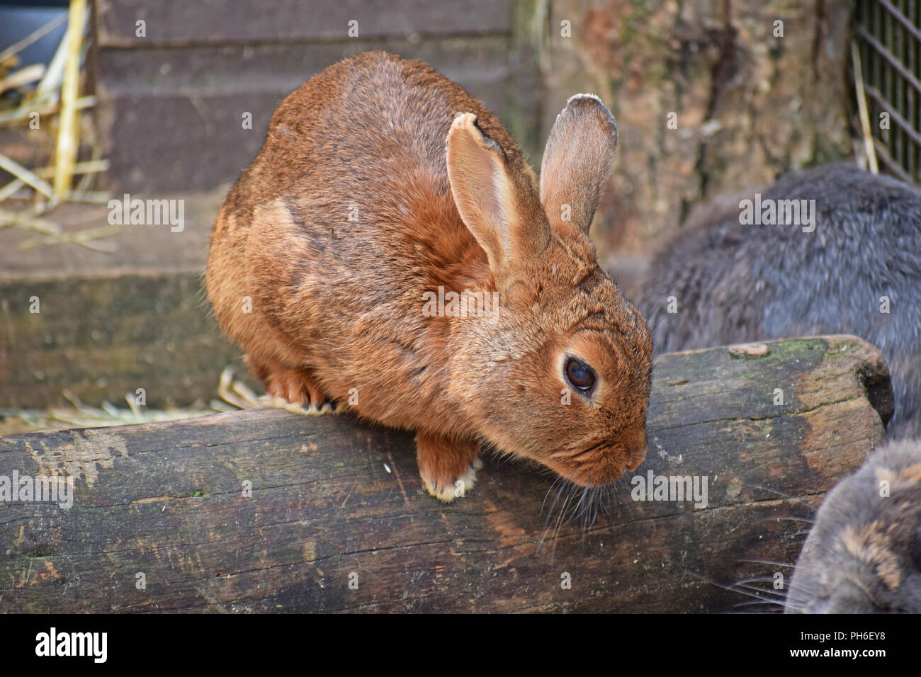 Domestic rabbit hi-res stock photography and images - Alamy