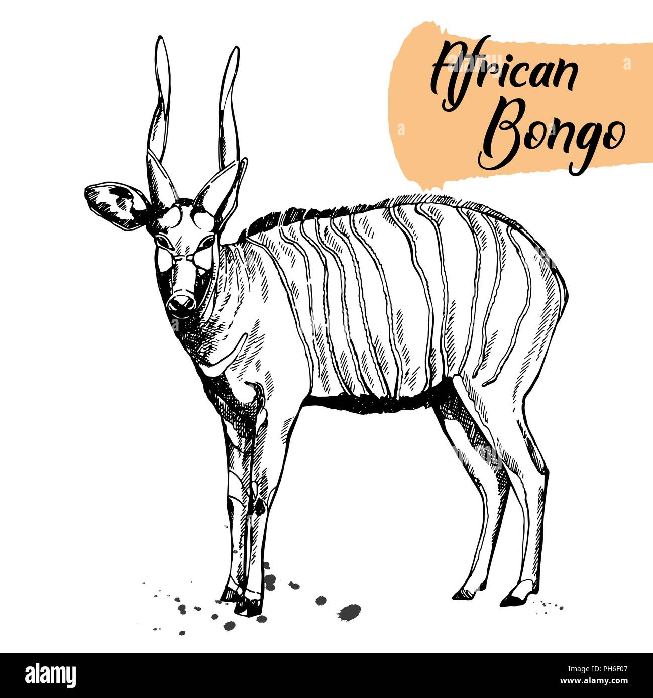 Bongo africano Imágenes vectoriales de stock - Alamy