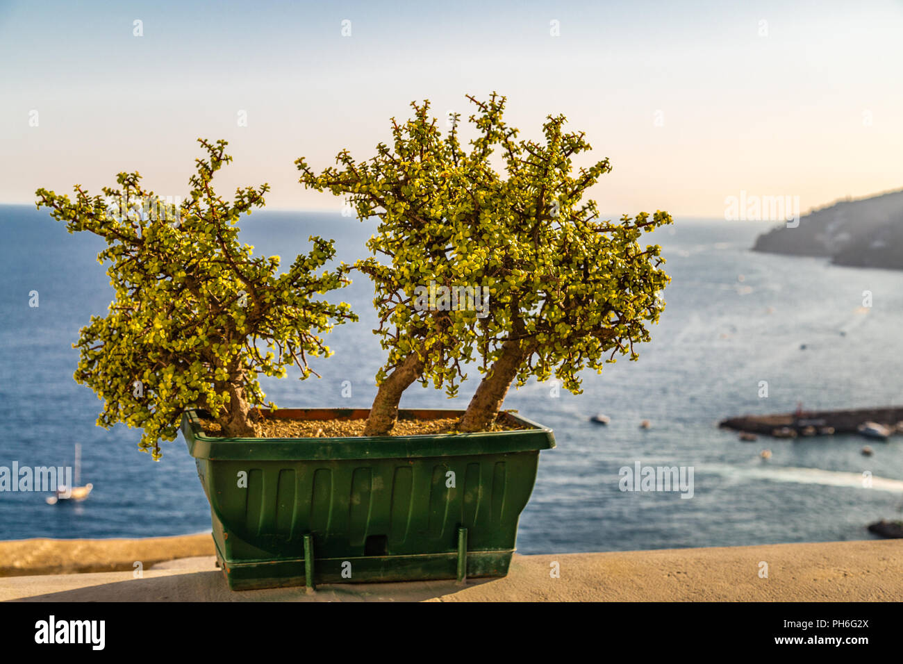 bonsai trees in pot on Mediterranean sea in Italy Stock Photo Alamy