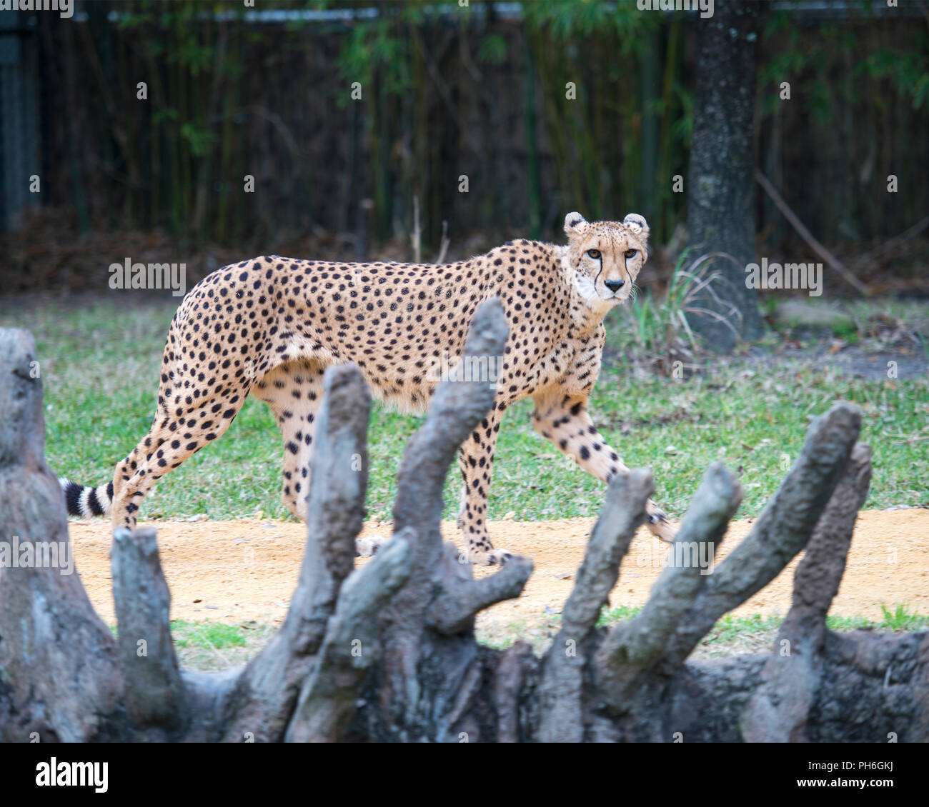 Cheetahs in a zoo enjoying the sun. Animal Kingdom Stock Photo - Alamy Cheetahs in a zoo enjoying the sun. Animal Kingdom Stock Photo - Alamy