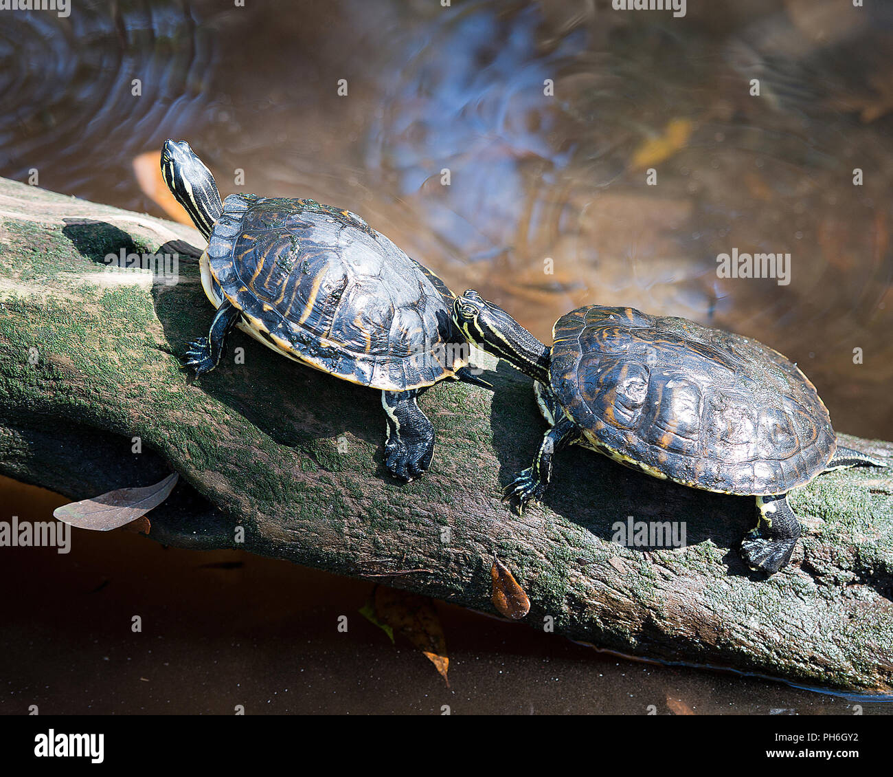 Cooter turtle couple enjoying a rest on a log. Stock Photo