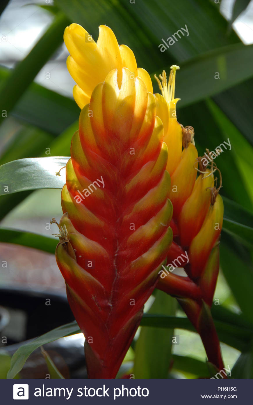Red Yellow ginger flower in bloom in spring Stock Photo - Alamy