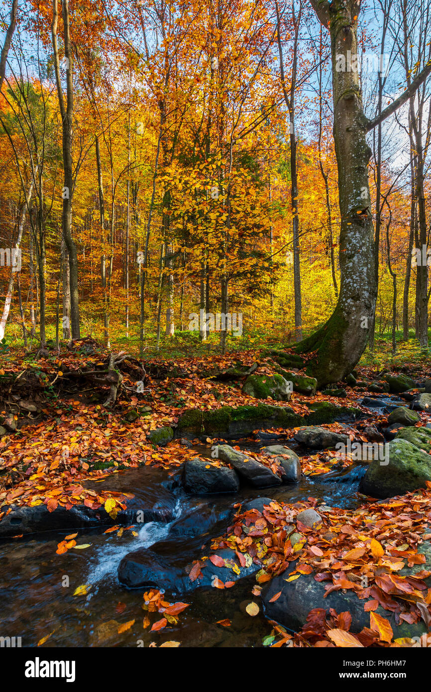 dybt overfladisk diamant brook in autumn forest. beautiful nature scenery in fall colors Stock Photo  - Alamy