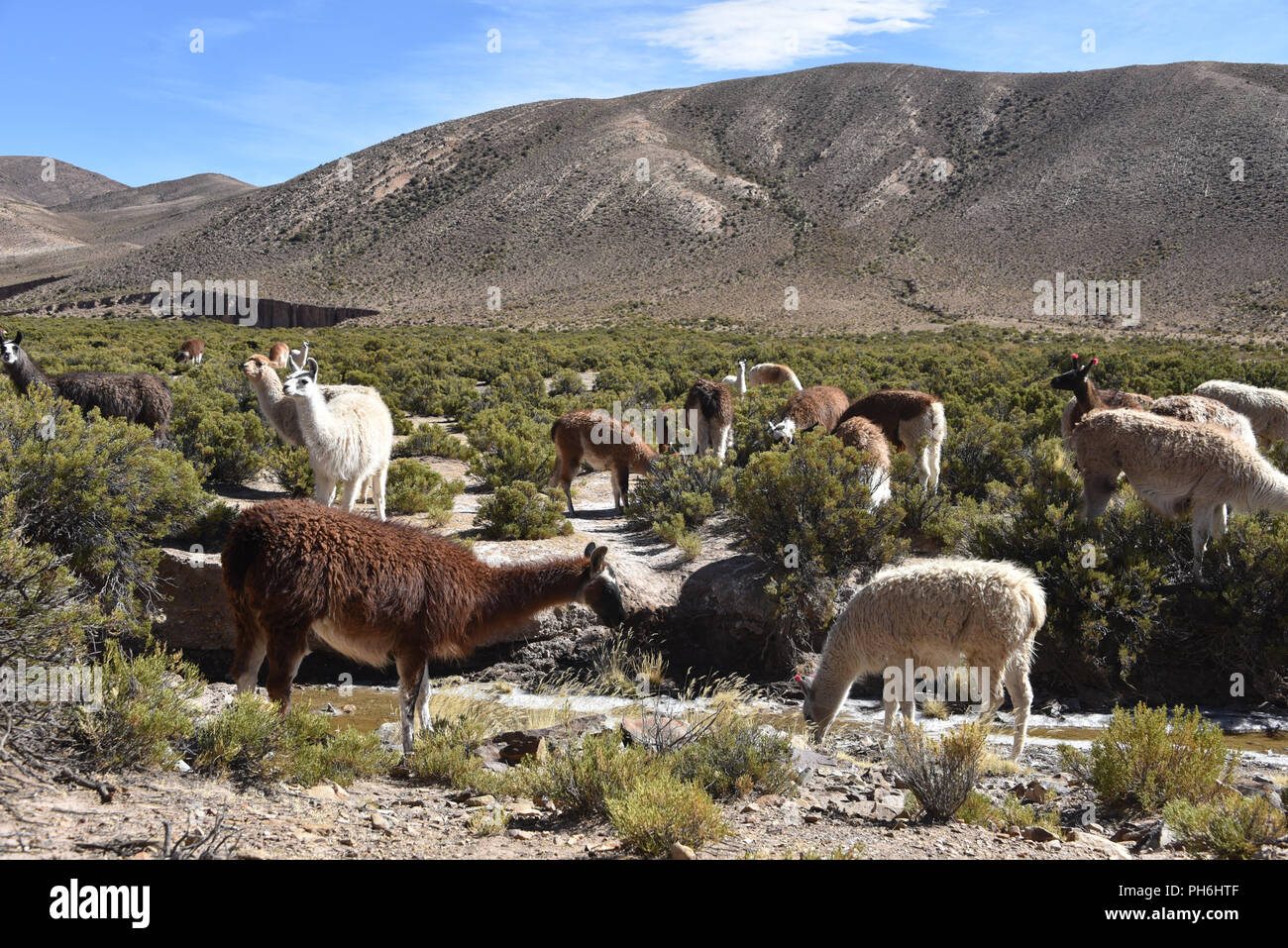 Llamas grazing in the highlands of the Andes Mountains, near Tupiza, Bolivia, South America Stock Photo