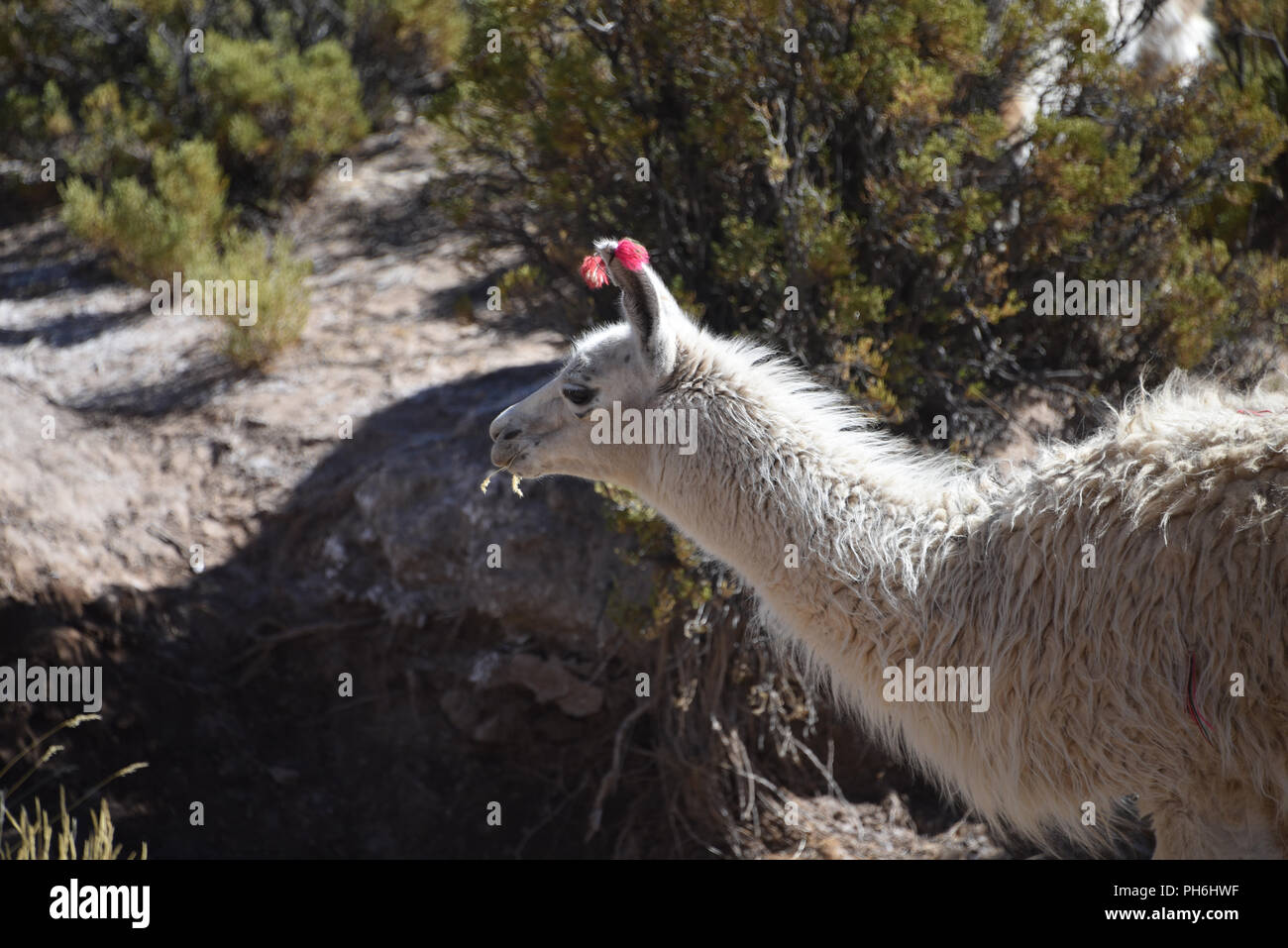 Llamas grazing in the highlands of the Andes Mountains, near Tupiza, Bolivia, South America Stock Photo