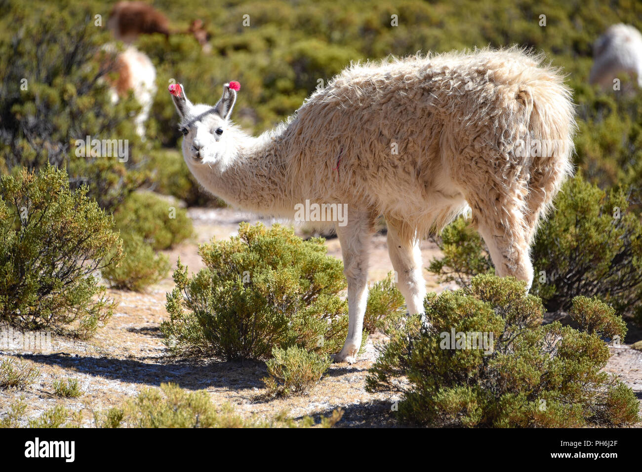 Llamas grazing in the highlands of the Andes Mountains, near Tupiza, Bolivia, South America Stock Photo