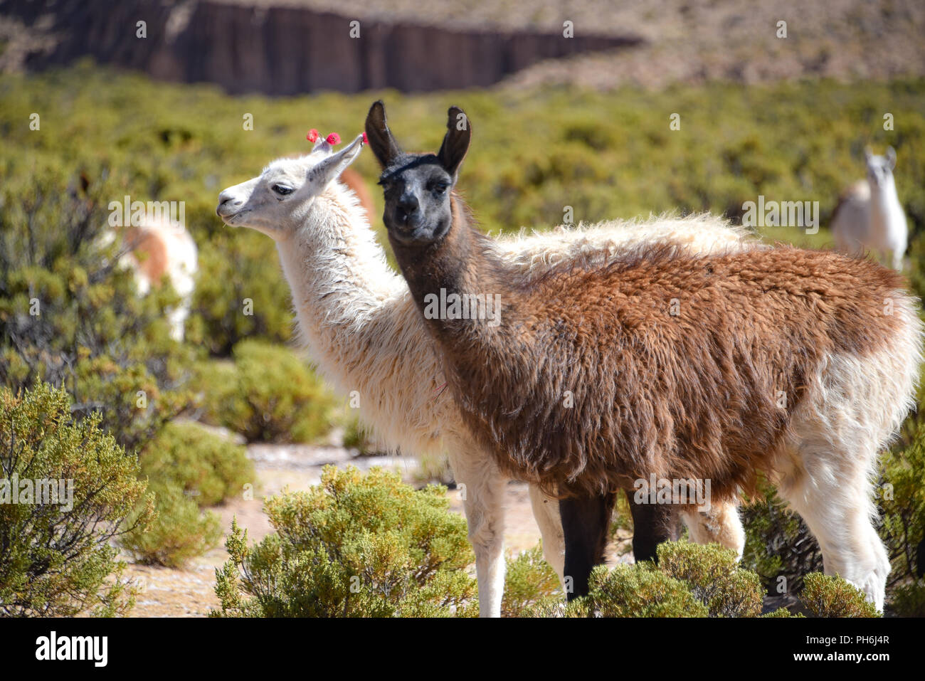 Llamas grazing in the highlands of the Andes Mountains, near Tupiza, Bolivia, South America Stock Photo