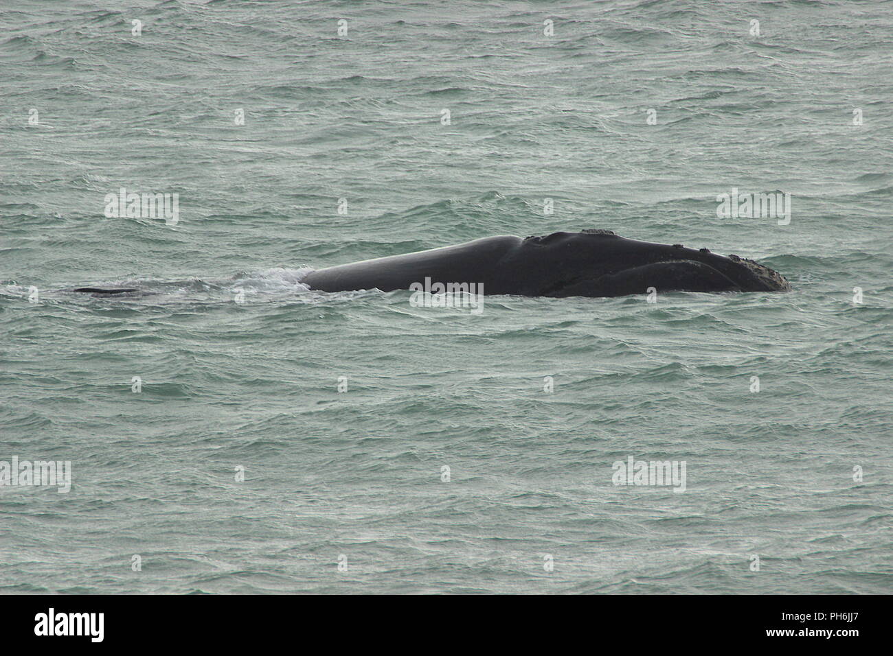 Southern right whale Stock Photo