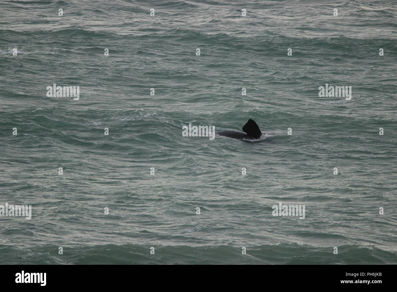 Southern right whale Stock Photo