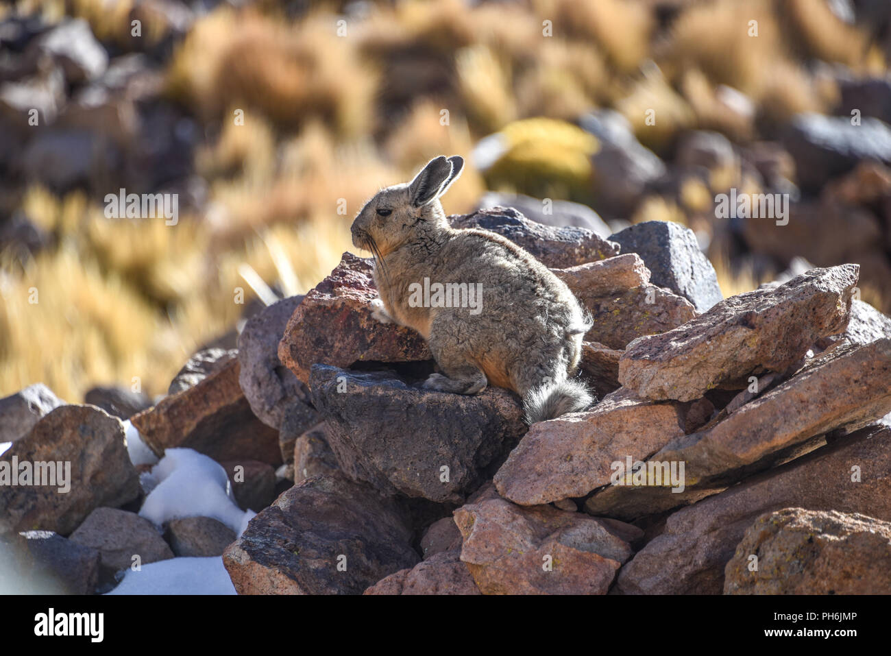 A southern Viscacha sits on rocks in the abandoned mining town of San Antonio de Lipez, Sud Lipez province, Bolivia Stock Photo
