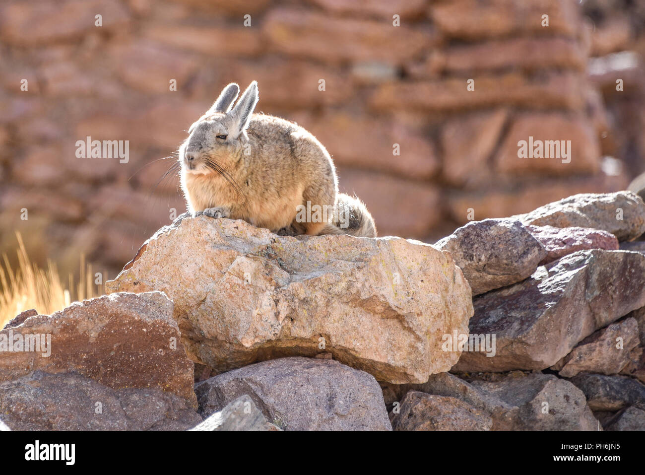 A southern Viscacha sits on rocks in the abandoned mining town of San Antonio de Lipez, Sud Lipez province, Bolivia Stock Photo