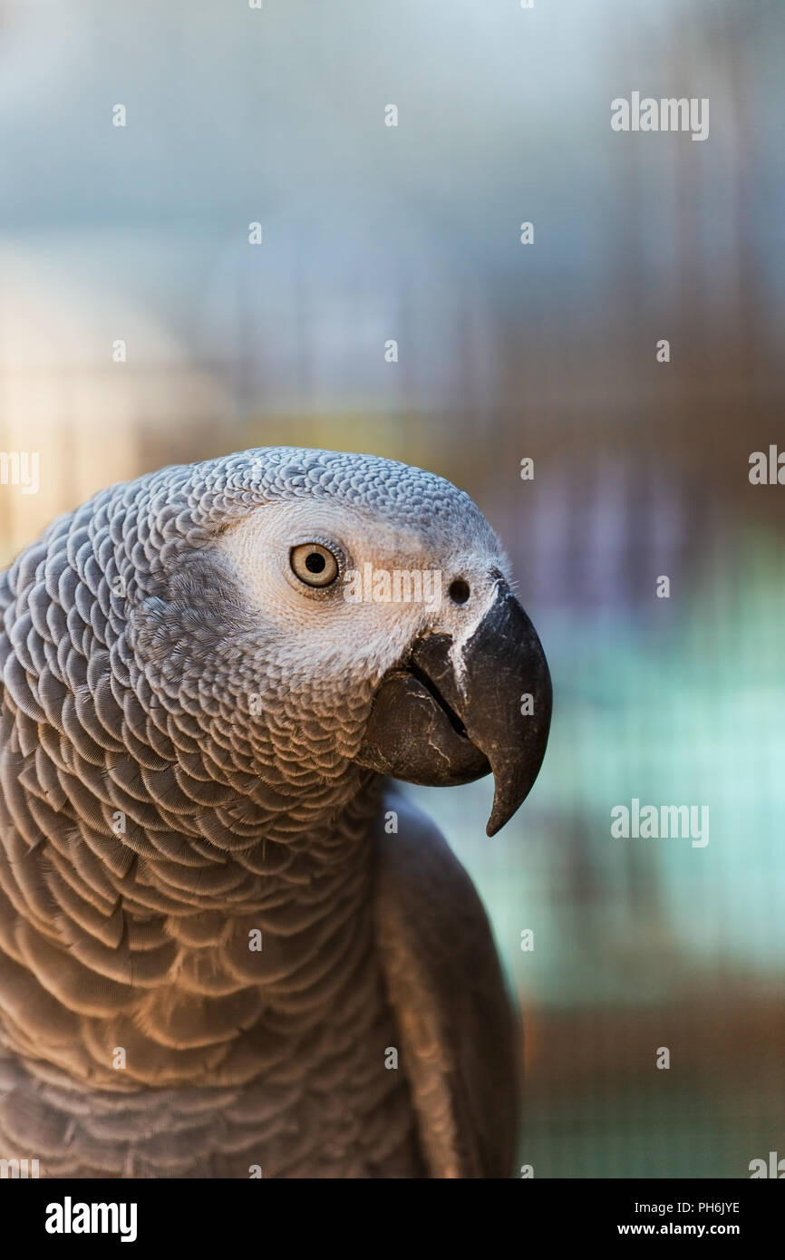 beautiful grey parrot, portrait, close-up Stock Photo