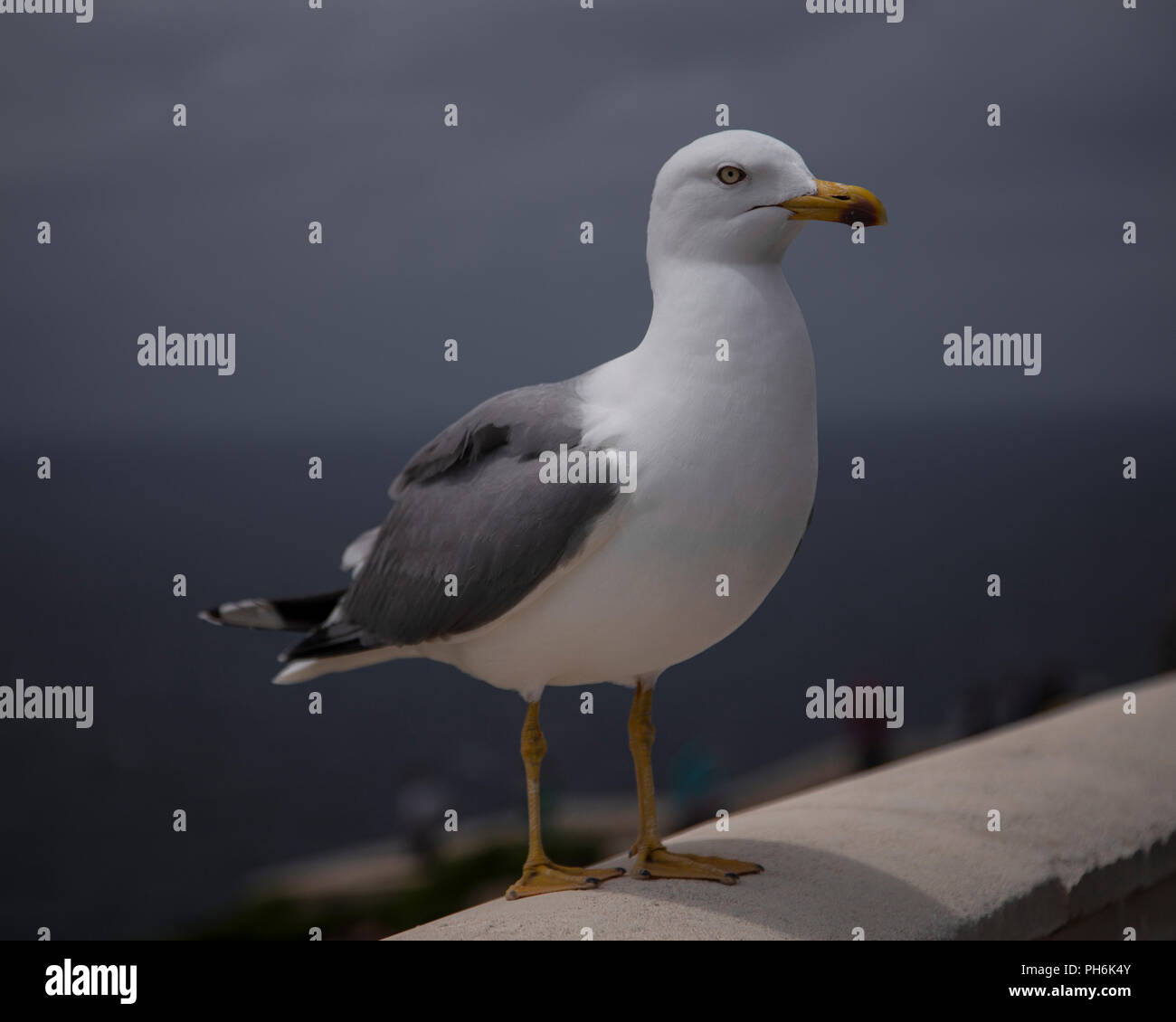 Seagull on a wall on Mallorca, Mediterranean Stock Photo