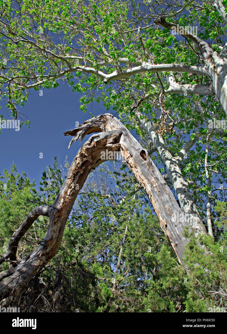Dead tree at Sedona, Arizona, USA Stock Photo