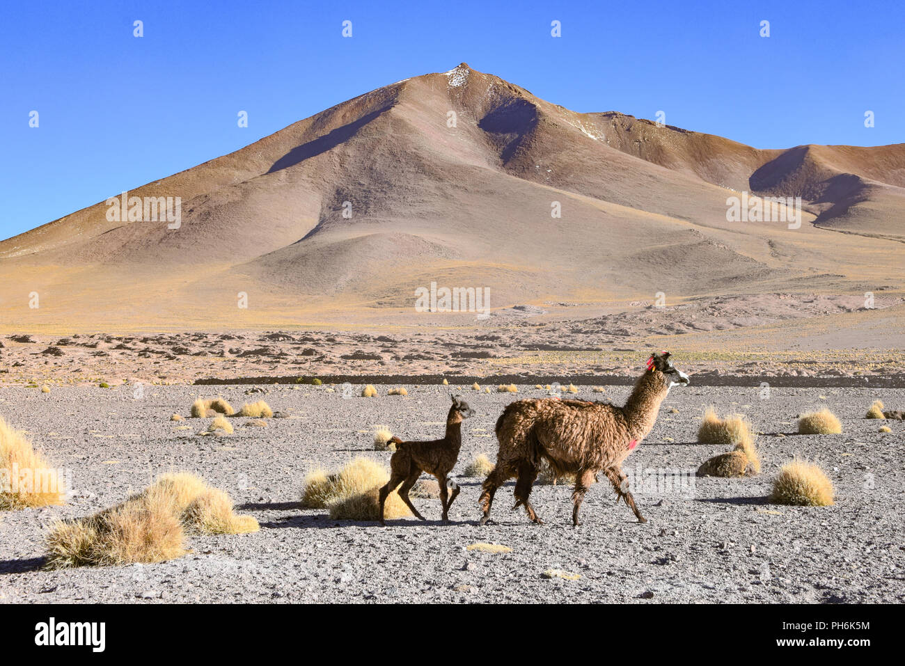 A group of Llamas and Alpacas grazing on the Altiplano, in the Eduardo Avaroa National Reserve, Uyuni, Bolivia Stock Photo