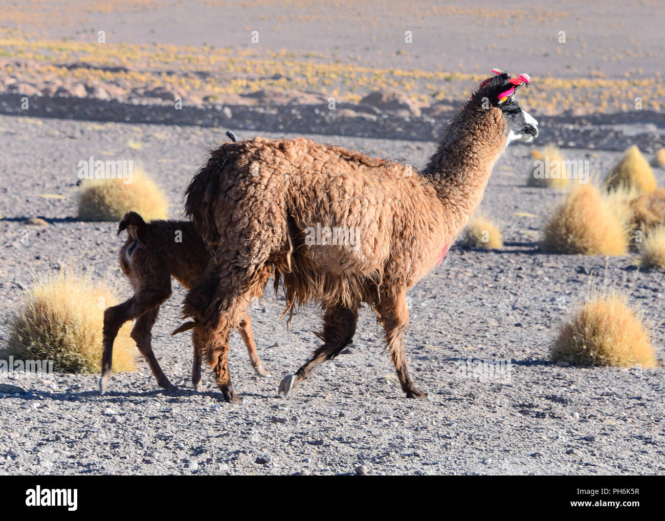 A group of Llamas and Alpacas grazing on the Altiplano, in the Eduardo Avaroa National Reserve, Uyuni, Bolivia Stock Photo