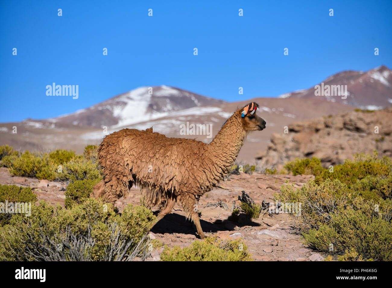 A group of Llamas and Alpacas grazing on the Altiplano, in the Eduardo Avaroa National Reserve, Uyuni, Bolivia Stock Photo