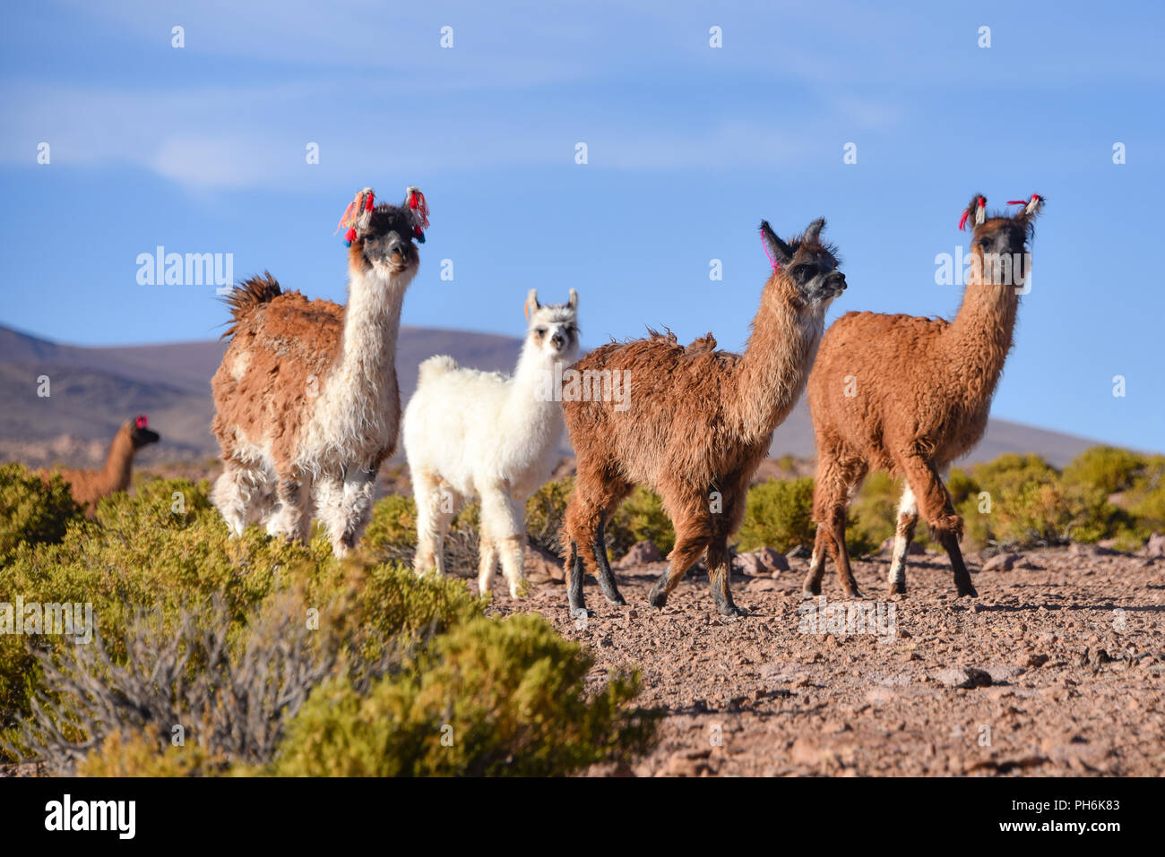 A group of Llamas and Alpacas grazing on the Altiplano, in the Eduardo Avaroa National Reserve, Uyuni, Bolivia Stock Photo