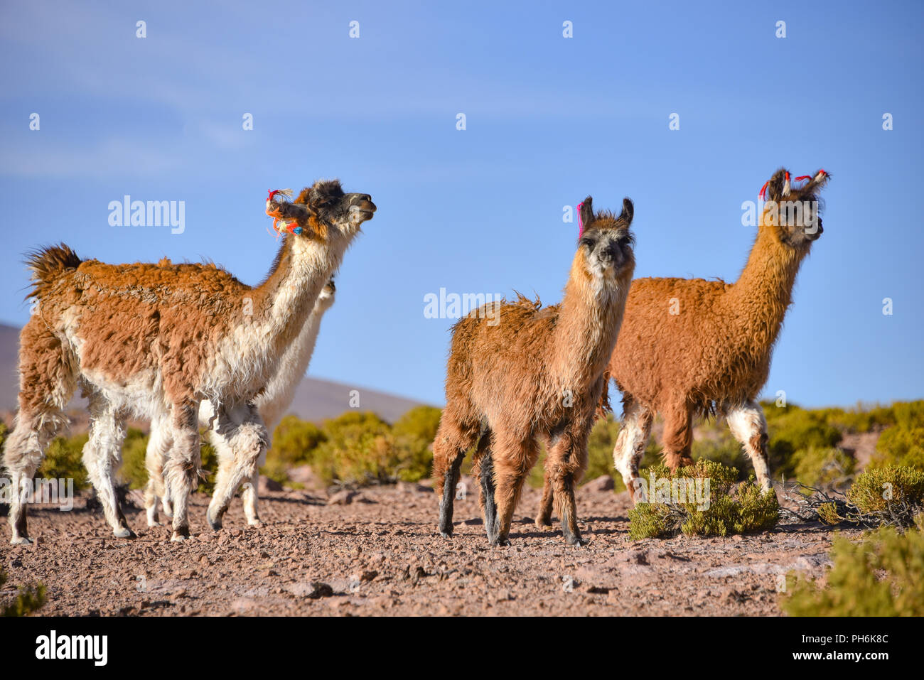 A group of Llamas and Alpacas grazing on the Altiplano, in the Eduardo Avaroa National Reserve, Uyuni, Bolivia Stock Photo