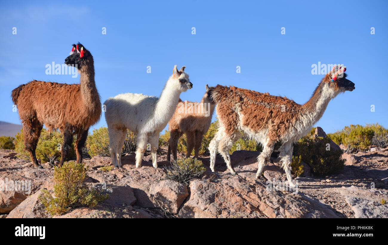 A group of Llamas and Alpacas grazing on the Altiplano, in the Eduardo Avaroa National Reserve, Uyuni, Bolivia Stock Photo