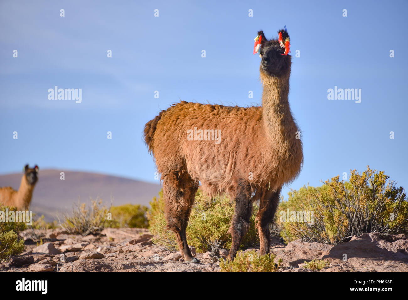 A group of Llamas and Alpacas grazing on the Altiplano, in the Eduardo Avaroa National Reserve, Uyuni, Bolivia Stock Photo