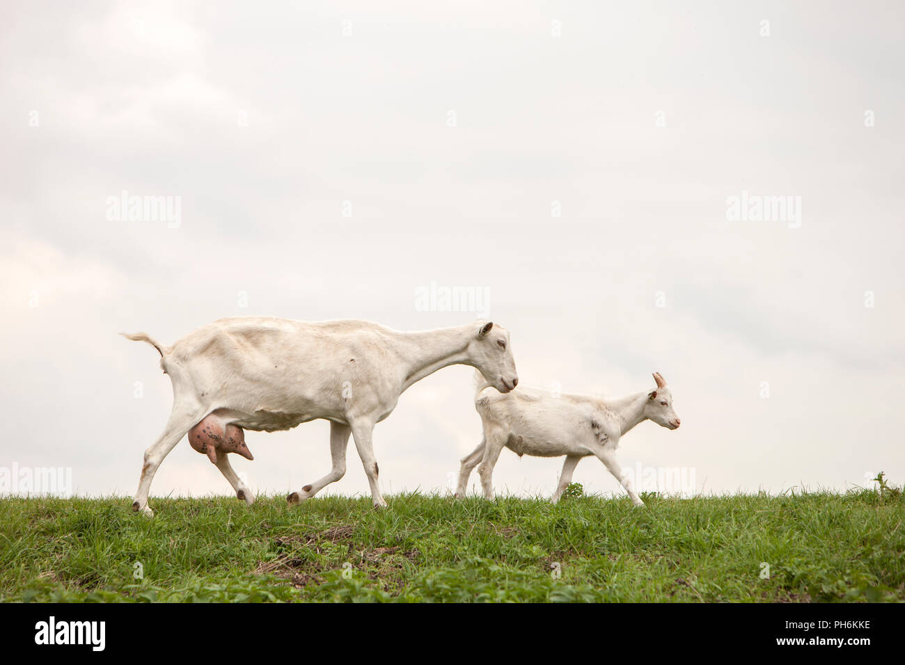 Full goat udder hi-res stock photography and images - Alamy