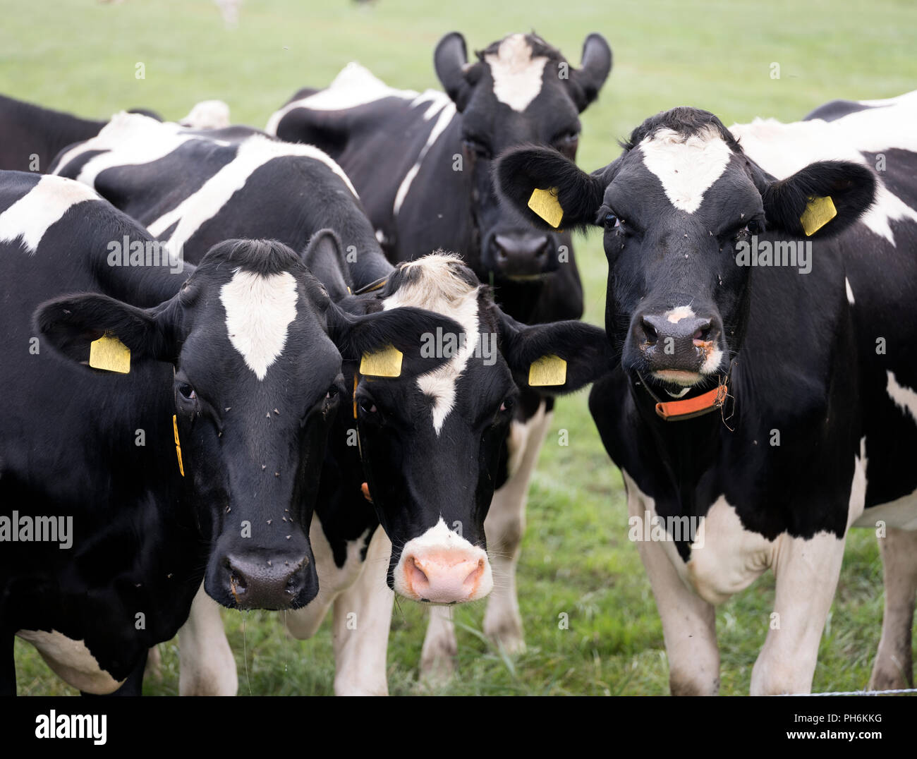 four young black and white cows in green dutch meadow in holland Stock ...