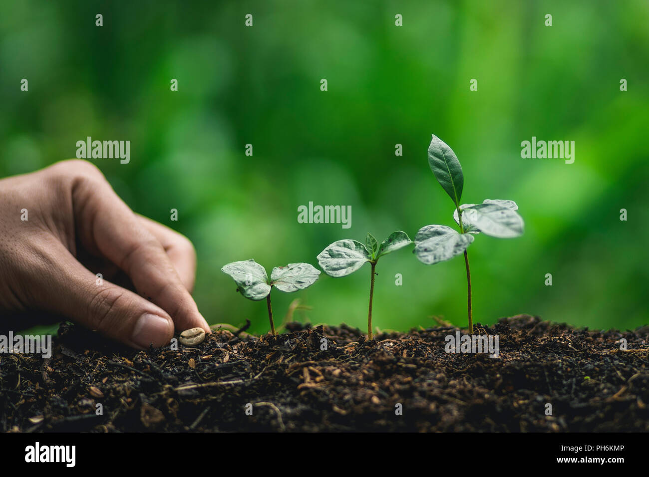 Plant coffee tree Growing Coffee,hand Watering Stock Photo Alamy