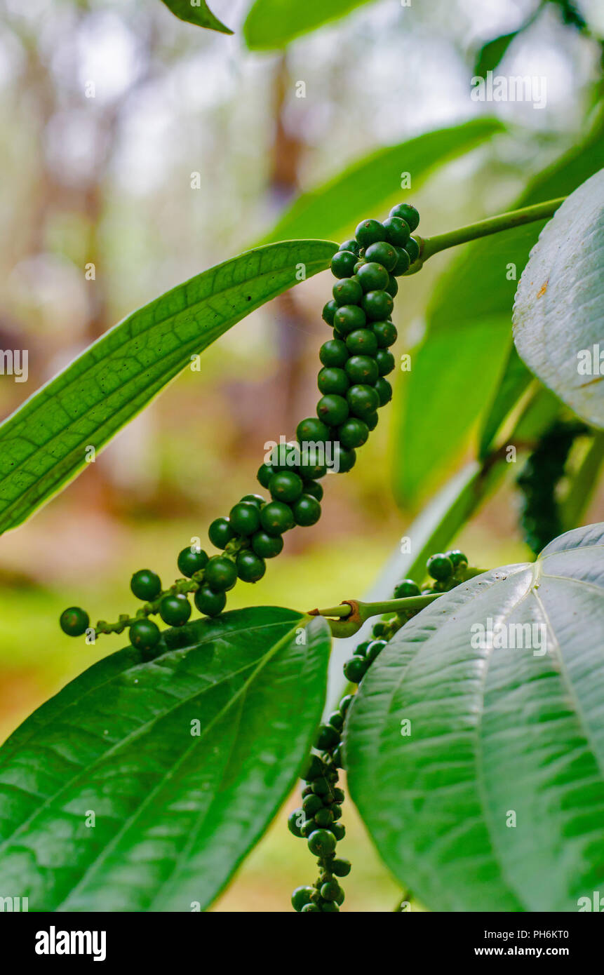 Black pepper plant hires stock photography and images Alamy