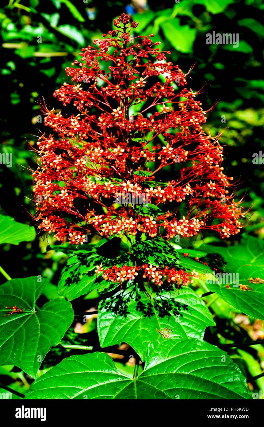 Beautiful red green flower plants hi-res stock photography and images ...