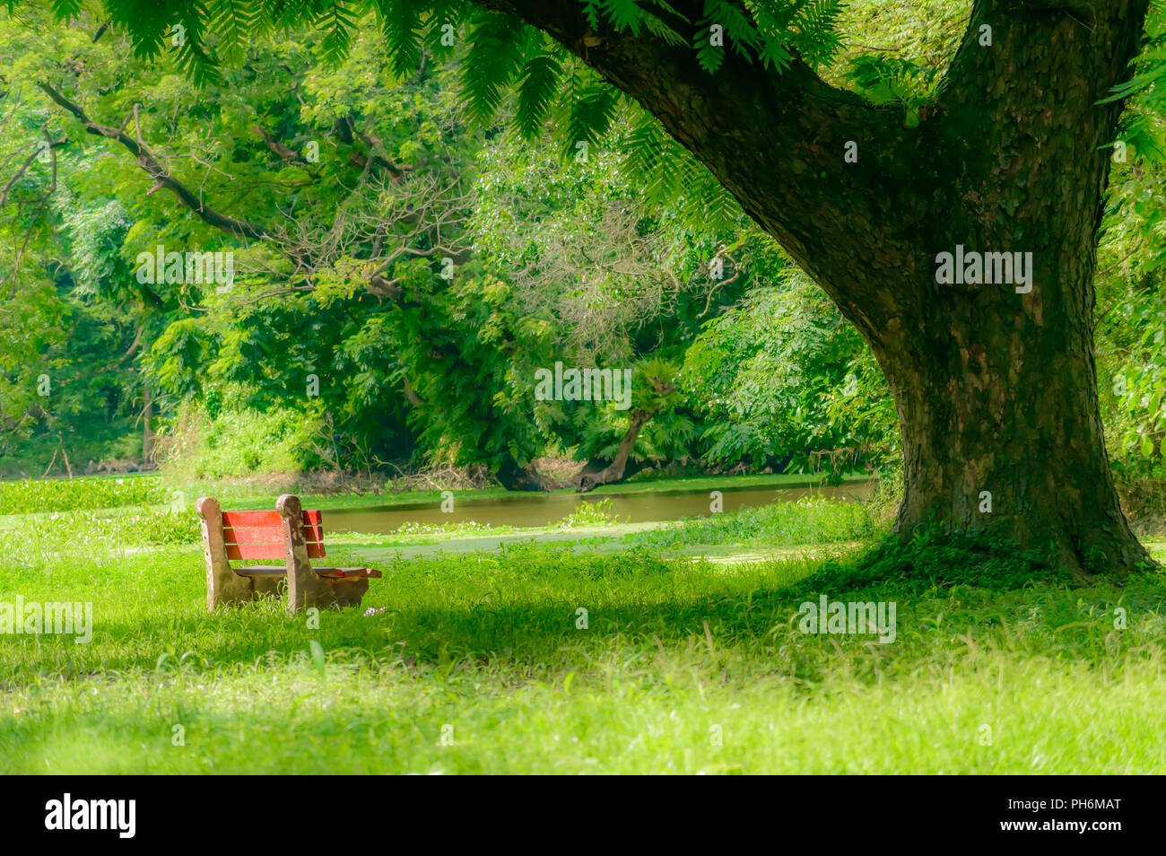 Red color bench in the autumn park. Single wooden park bench in a lush  green botanical garden on tree background. ( Kolkata, India Stock Photo -  Alamy