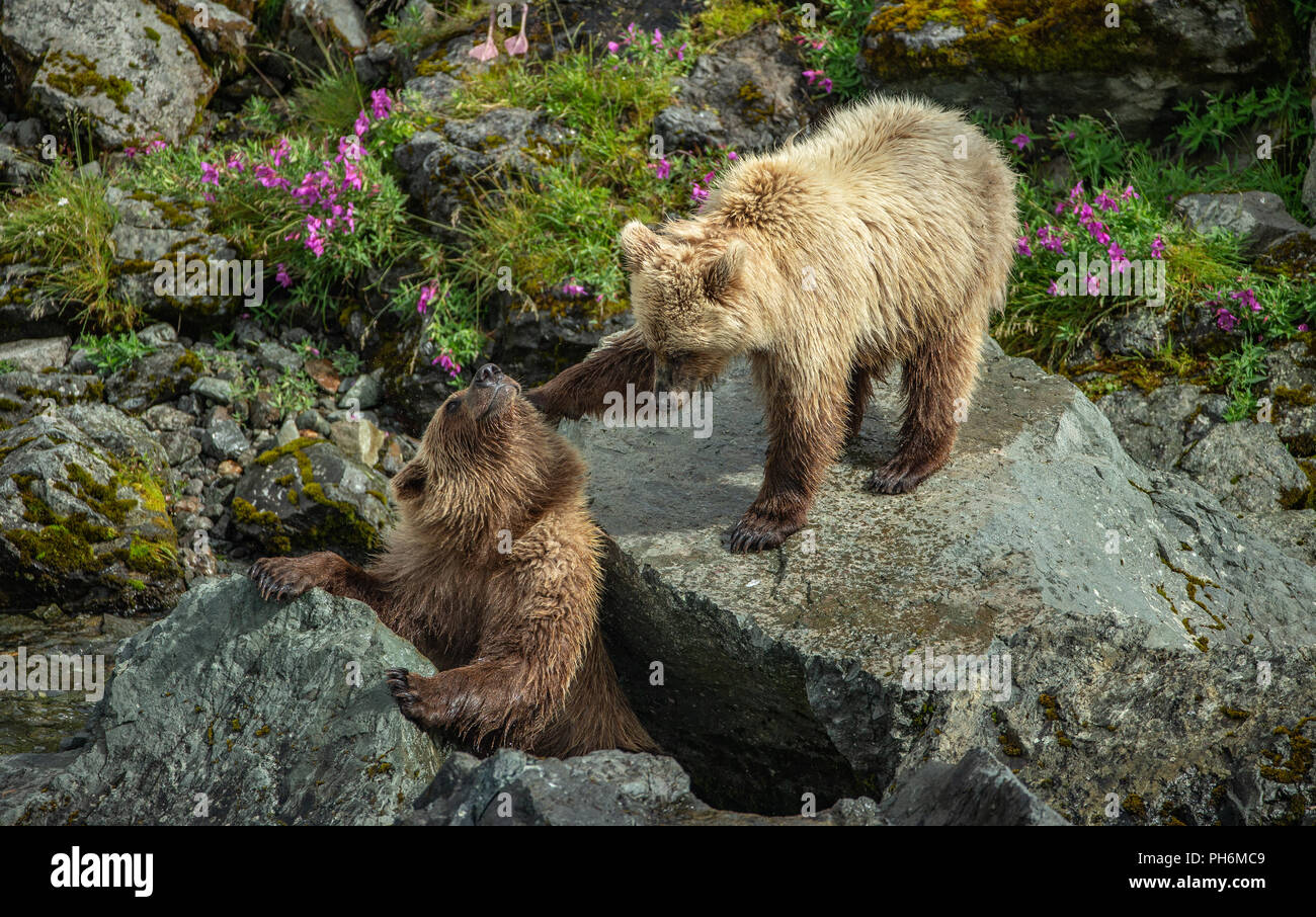 portrait of 2 bear cubs, probably about 18 months old, interacting on and among rocks. Stock Photo