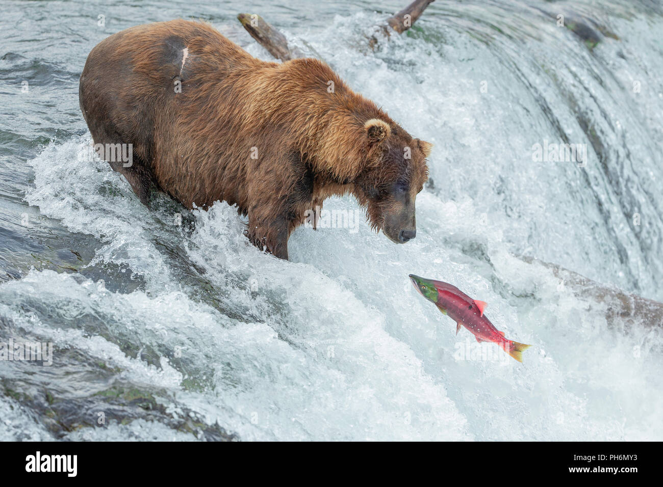 Male brown bear standing in waterfall looking intently at jumping sockeye salmon. Stock Photo